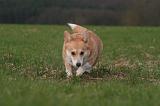 CORGI PEMBROKE 1470